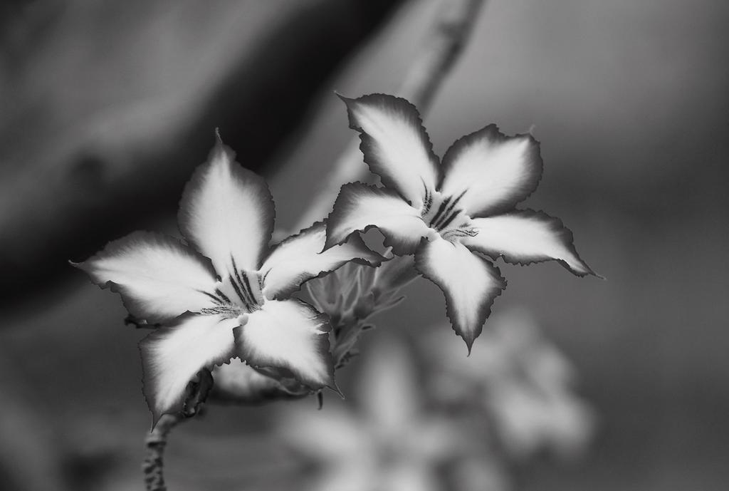 Вілла Impala Lily Марлот-Парк Екстер'єр фото